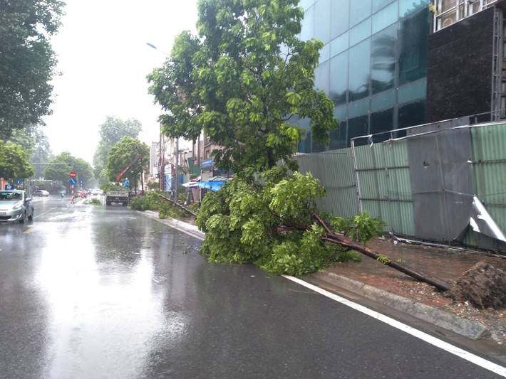 Cây xanh gẫy đổ hàng loạt trên phố.