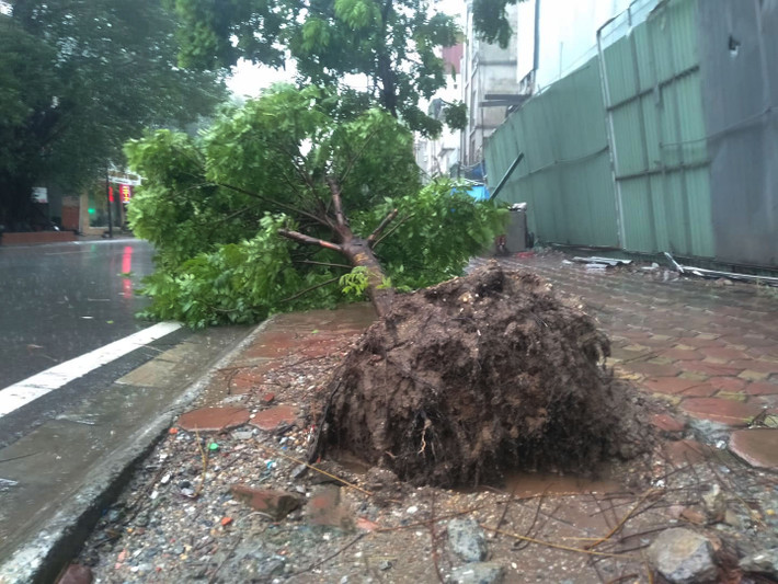 Ngày hôm nay (3/8), nhiều khu vực ở Hà Nội đã có hiện tượng cây xanh bị đổ ngang đường, chèn lên ô tô; một số khu vực ngập nhẹ... ghi nhận PV tại tuyến đường Trần Phú hàng loạt cây xanh tại khu vực này bị đổ do ảnh hưởng cơn bão số 3.