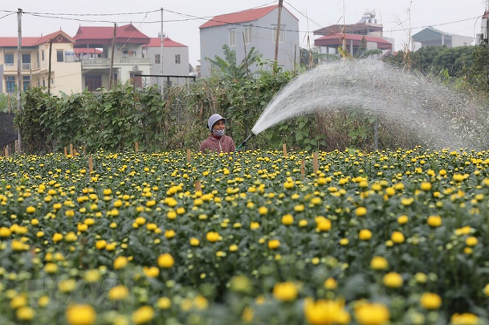 Nông dân làng hoa Tây Tựu chăm sóc kỹ thuât các loại hoa chuẩn bị thu hoạch cho dịp Tết. (Ảnh: Thành Đạt/TTXVN)