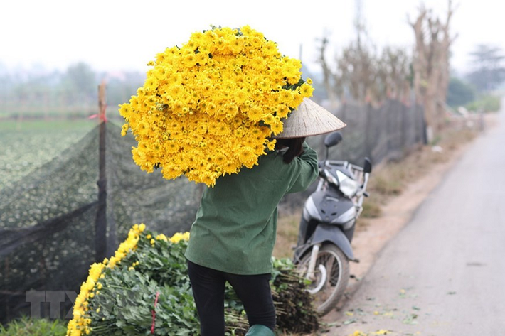 Những vườn hoa đang được thu hoạch sớm phục vụ người tiêu dùng. (Ảnh: Thành Đạt/TTXVN)