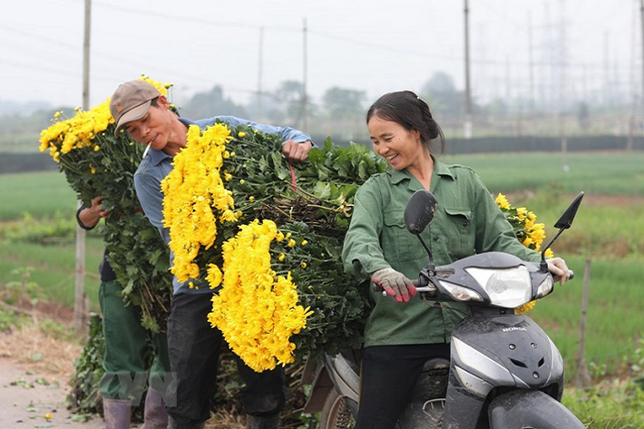 Những vườn hoa đang được thu hoạch sớm phục vụ người tiêu dùng. (Ảnh: Thành Đạt/TTXVN)