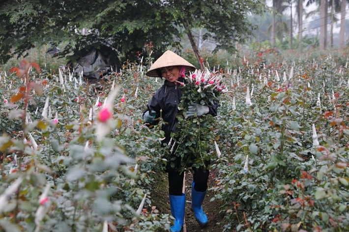 Những vườn hoa hồng, cúc đang được thu hoạch phục vụ người tiêu dùng. (Ảnh: Thành Đạt/TTXVN)