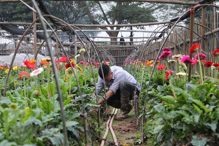 Hoa đồng tiền được "bảo vệ" trong nhà lưới để phục vụ cho trị trường hoa Tết Canh Tý. (Ảnh: Thành Đạt/TTXVN)