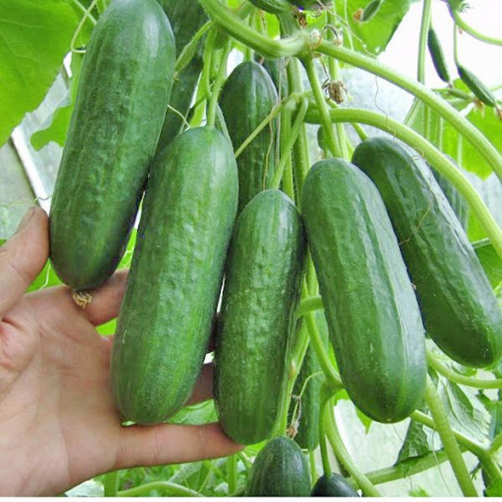 Dưa chuột thường bị người trồng phun thuốc liên tục để diệt trừ sâu và kích thích tăng trưởng. Ảnh: hatgiongphuongnam.