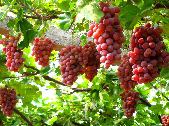 Thậm chí, người ta đã phát hiện ra một quả nho có khả năng dương tính với 15 loại hóa chất khác nhau. Ảnh: suckhoedoisong.