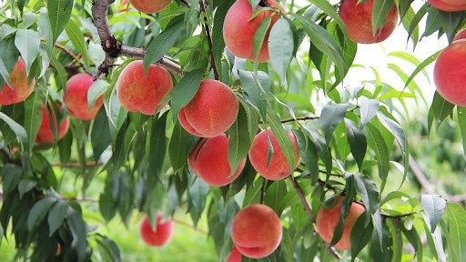 Cụ thể, những người bán thường ngâm đào trong axit citric công nghiệp để giữ được màu sắc hấp dẫn và giữ được sự cứng, giòn của nó. Ảnh: googleusercontent.