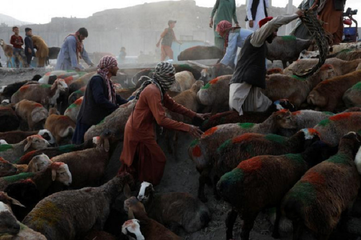 Quang cảnh 1 chợ gia súc ở Kabul