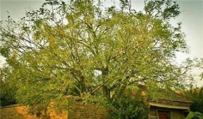 Cây hoa hòe. Ngày nay người ta có thể thấy cây hoa hòe ở công viên hay một số công trình nhà ở. Màu lá của hoa hòe xanh đậm, dáng cây cao vút, nhìn từ xa như một đám mây xanh.