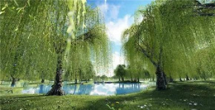 Cây liễu. Nói đến cây liễu có lẽ không ai không biết đến sự xuất hiện của cây liễu, từ nhỏ chúng ta đã quen thuộc với cây liễu qua các bài thơ, ca trong văn học.
