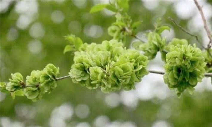 Ngoài tên hay lá cây du cũng ngon, nhiều bạn khi còn nhỏ ở quê có lẽ đã từng ăn lá cây du tươi. Vị hơi ngọt, không chỉ thanh mát mà còn là một món ngon hấp dẫn.