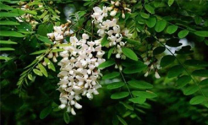 Cây hoa hòe khác với những loại cây khác, hoa của cây hoa hòe có màu trắng, không chỉ ăn được mà còn có thể dùng làm dược liệu.