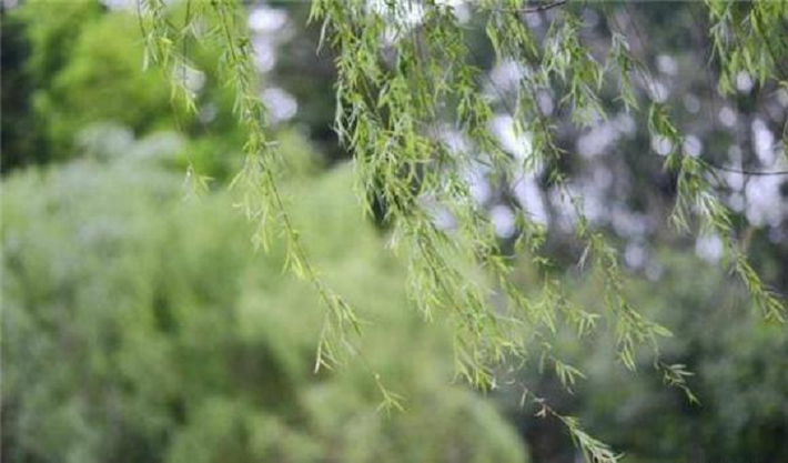 Theo phong thủy, cây liễu mang ý nghĩa lưu lại kỷ niệm, sự miễn cưỡng chia lìa, mong rằng niềm hy vọng ấp ủ của mình. Cây liễu còn có sức sống mãnh liệt, nó tích hợp muôn vàn ý nghĩa cao đẹp và tác dụng chữa bệnh tuyệt vời, không nên chặt cây liễu trong bất cứ hoàn cảnh nào.