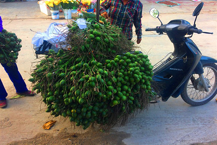 Thời điểm cao nhất lên đến 90.000 đồng/kg. Bán mỗi cây cau được cả triệu đồng