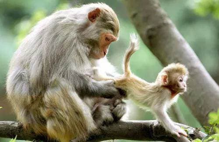 Người tuổi Thân có quý nhân giúp đỡ trong sự nghiệp, được người lớn tuổi, quý nhân phù trợ, chỉ bảo trong việc khởi nghiệp. Thành công chỉ ở gần bạn.