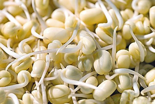 Đặc biệt, đậu tương mọc mầm có chứa hàm lượng isoflavon đạt mức cao nhất. Lượng vitamin E, Vitamin C trong chúng cũng có khả năng làm chậm quá trình lão hóa, rất hữu ích cho nỗ lực làm đẹp và giảm cân.