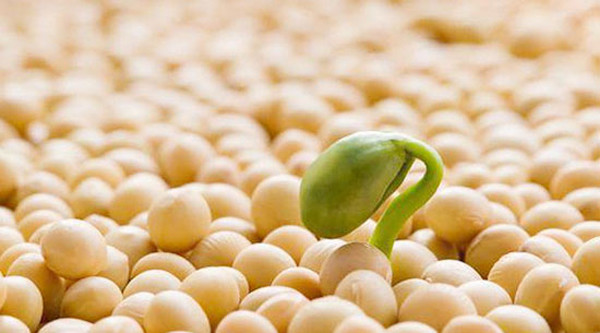 Đậu tương. Đậu tương rất giàu protein dễ tiêu, có tác dụng trong quá trình sinh trưởng và phát triển của trẻ.