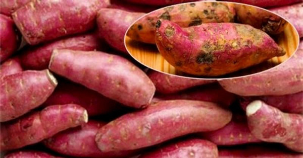 Khoai lang. Khoai lang mọc mầm không sinh ra độc tố nhưng lại tiềm ẩn nhiều nấm mốc, tạo điều kiện thuận lợi cho vi khuẩn sinh sôi. Dùng chúng làm thức ăn sẽ không có lợi.