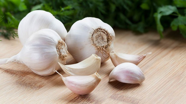Tỏi là một vị thuốc. Ngoài vai trò là gia vị phổ biến, tỏi được sử dụng như một vị thuốc suốt ngàn năm nay. Đặc biệt, trong chiến tranh thế giới lần thứ nhất và thứ hai, tỏi được sử dụng để ngăn ngừa chứng hoại thư.