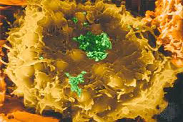 Những virus HTLV sử dụng ARN (thay vì ADN) cho mã di truyền của chúng. Để tái sinh, chúng phải trải qua thêm một bước để thay đổi gen ARN thành ADN. Một số gen ADN mới có thể trở thành một phần của nhiễm sắc thể của tế bào người bị nhiễm virus.