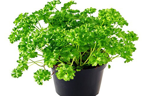 Mọi người nghĩ rằng, mùi tây chỉ là loại rau thơm, dùng để trang trí nhiều hơn là thực phẩm chính. Bạn không biết rằng, mùi tây thật sự là loại siêu thực phẩm giảm chống lại ung thư, viêm khớp và tim mạch. Mùi tây cũng là loại có lợi cho tiêu hóa, giải độc và thậm chí có thể khử mùi hôi cơ thể.