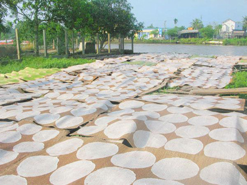 Bánh cán xong đem phơi trên những chiếc chiếu mới trong nắng giòn. Nắng phơi không được yếu quá hoặc gắt quá, bánh sẽ bị chai. Bánh vừa khô thì gỡ ra và quạt cho thật nguội. Ảnh: tamhoc