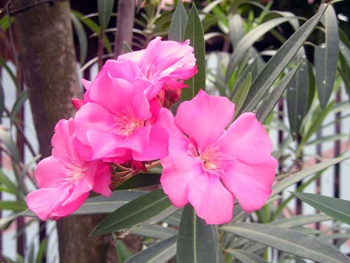 Trúc đào. Loài hoa có màu tím rất đẹp này có độc tính cao, nguy hiểm đối với hệ tim mạch. Khoảng 15 phút sau khi ăn phải loài hoa này, cơ thể xuất hiện triệu chứng buồn nôn, ói dữ dội, lơ mơ, nhức đầu, mệt lả, tiêu chảy liên tục, loạn nhịp tim nghiêm trọng. Nếu không được cứu chữa kịp thời, nạn nhân có thể trụy tim mạch, không đo được huyết áp dẫn tới tử vong. Ảnh: blogspot