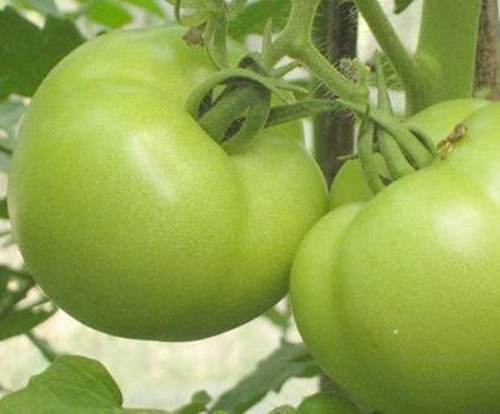 Cà chua xanh. Cà chua xanh có chứa chất độc solanin. Do đó, khi ăn cà chua xanh, khoang miệng có cảm giác đắng chát. Sau khi ăn, có thể xuất hiện các triệu chứng ngộ độc như: chóng mặt, buồn nôn, nôn mửa… Ảnh: tinmoitruong