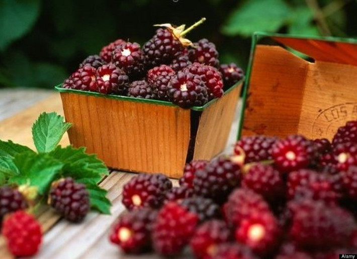 Dâu tằm. Dâu tằm là một nguồn dồi dào resveratrol, một phytonutrient (hợp chất dinh dưỡng) mạnh mà các nhà nghiên cứu tin rằng có thể ngăn ngừa ung thư.
