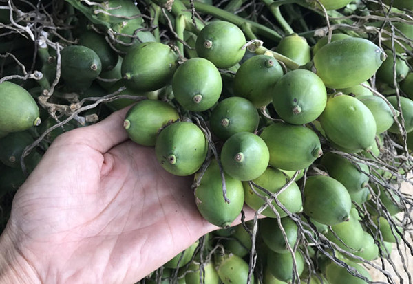 Đặc biệt, thành phần vôi trong miếng trầu còn được biết có khả năng gây ra kích thích và tăng sản niêm mạc miệng. Vôi và hạt cau gây ra phản ứng oxy đặc biệt, có thể gây ra tổn thương oxy hóa DNA của tế bào niêm mạc miệng.