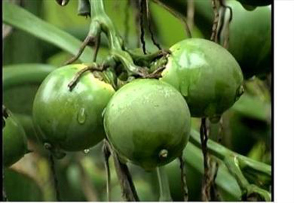 Chuyên gia sức khỏe Trung Quốc đánh giá cau là loại quả gây bất lợi cho cơ thể hàng đầu. Không ít trường hợp ung thư miệng, ung thư dạ dày, vòm họng cùng nhiều vấn đề khác được ghi nhận liên quan đến loại quả này.