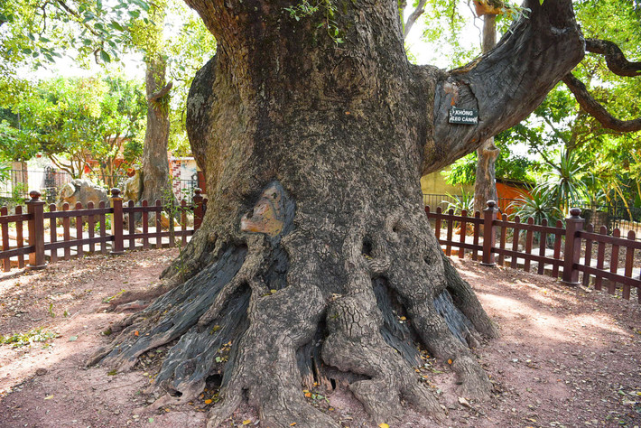 GS.TSKH Đặng Huy Huỳnh, Phó Chủ tịch Hội Bảo vệ Thiên nhiên và Môi trường Việt Nam cho biết: "Trong Từ điển bách khoa Larousse của Pháp năm 1932, họ đã nói trên thế giới chỉ có 2 cây dã hương quý hiếm, một cây ở châu Phi và một cây ở Việt Nam. Chúng tôi đã đề nghị người dân ở Lạng Giang phải cố gắng bảo vệ cây thật tốt."