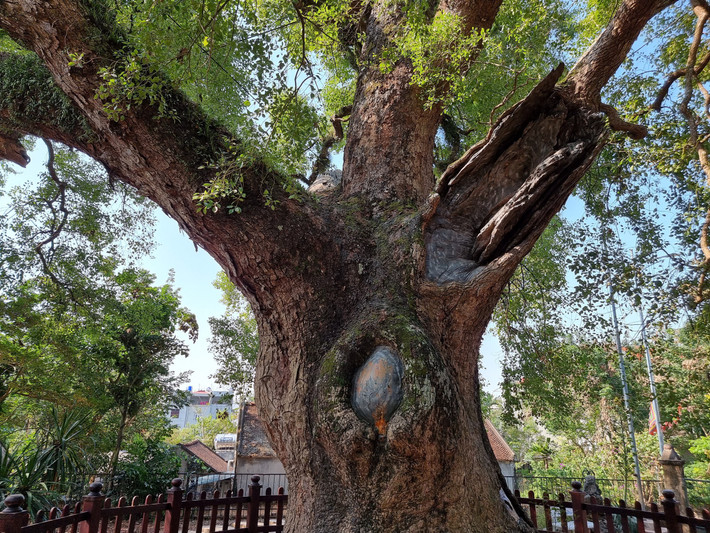 Cây cổ thụ có dáng bề thế, uy nghi, vỏ cây xù xì, thô ráp, cành lá xum xuê quanh năm.