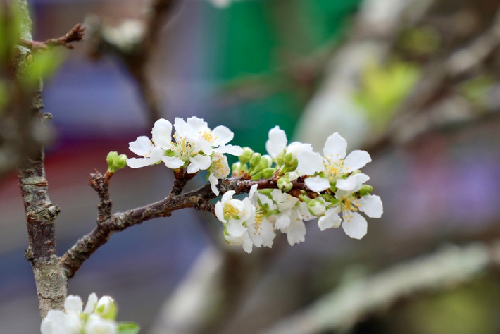 Hoa lê rừng có màu trắng muốt, thơm mùi hương của núi rừng và thường nở rộ vào dịp rằm tháng Giêng. Hoa chơi được 3 kỳ: chơi hoa, chơi lá và chơi quả.