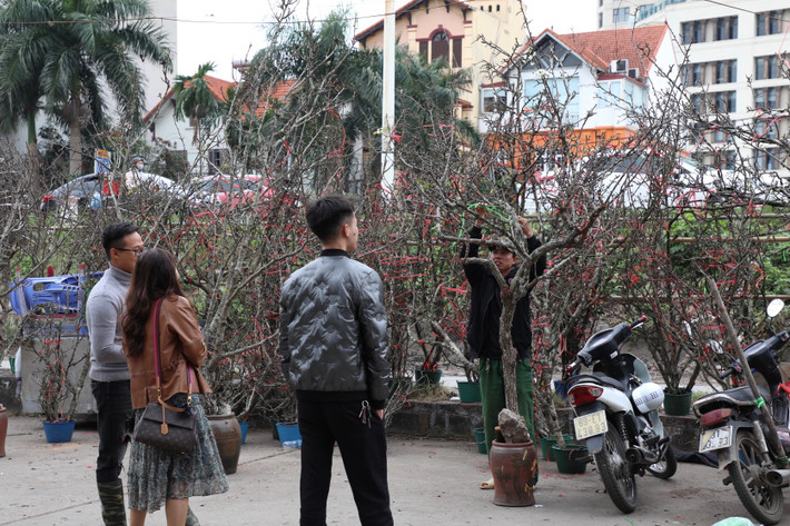So với nhiều loài hoa khác, hoa lê có sức sống bền bỉ, người dân có thể chơi ít nhất khoảng 2 tháng.