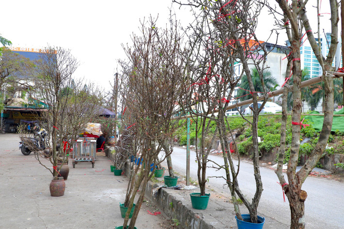 Chợ hoa Quảng An (P.Quảng An, Q.Tây Hồ) là chợ hoa lớn nhất Hà Nội, chuyên cung cấp các loại hoa tươi cho người dân và các thương lái. Gần 2 tháng nay, hoa lê rừng đã được bày bán phục vụ nhu cầu chơi Tết sớm của người dân Thủ đô.