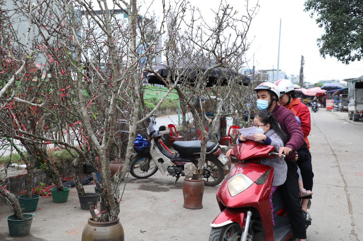 Hoa lê trắng đã được nhập về từ các tỉnh miền núi phía Bắc như: Cao Bằng, Lạng Sơn, Lào Cai, Yên Bái…