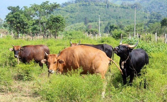 Việc sinh đôi thậm chí còn lây lan cả đến gia súc. Những cặp bò sinh đôi trong làng cũng nhiều vô kể.