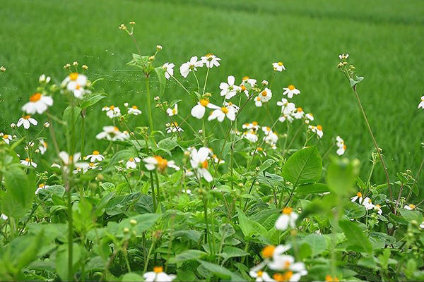Rau dại mọc ở ven đường, cạnh nhà máy, bãi rác, mương nước hôi thối... tuyệt đối không nên hái. Bằng mắt thường, bạn khó có thể biết được liệu chúng có chứa chất độc hại hay không.