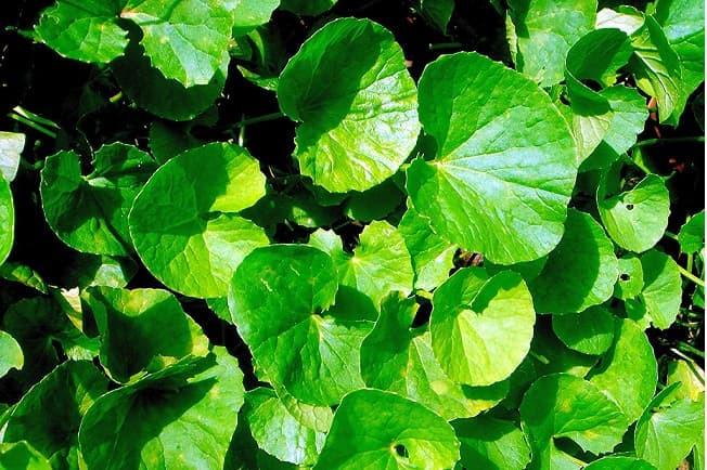 Sau đó, bạn đem rau má giã hoặc xay, ép lấy nước uống và thêm vào đó vài hạt muối. Ảnh: duoclieuvietnam.
