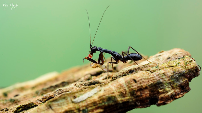 Bọ ngựa kiến châu Á xuất hiện tại nhiều quốc gia Á Đông, trong đó có Việt Nam. Ảnh staticflickr.