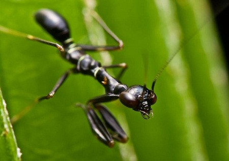 Đúng như tên gọi của nó, bọ ngựa kiến châu Á có hình dáng, màu sắc và kích cỡ y hệt một con kiến càng nhưng đồng thời cũng sở hữu một cặp "song kiếm" y hệt như loài bọ ngựa. Ảnh genkcdn.