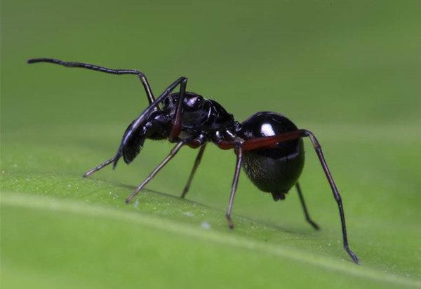 Sữa của nhện nhảy Toxeus magnus được tiết ra từ bụng của nhện mẹ. Ảnh dkn.