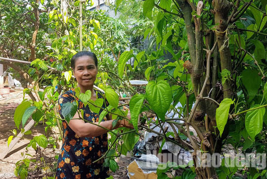 Bà Dương Thị Thúy (50 tuổi, ngụ khu vực Thới Thuận A, quận Ô Môn, TP Cần Thơ) không "đụng" tới cơm hay thịt, cá nhưng vẫn sống khoẻ mạnh và tăng cân, lao động bình thường suốt 24 năm qua. Theo bà Thúy, từ nhỏ, bà vẫn ăn uống bình thường như mọi người. Đến năm 26 tuổi, lúc này bà chỉ nặng 46 kg, bỗng một ngày bà ăn cơm thì bị nôn ói. Sau đó, bà nhai vài lá trầu vào thì cảm thấy người nhẹ nhõm hẳn ra. Cũng từ đây, bà Thúy chỉ ăn được vài loại trái cây như: mận, ổi, dưa hấu rồi uống nước và ăn trầu sống qua ngày cho đến nay cân nặng của bà là 52 kg.