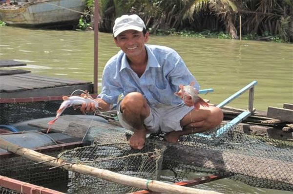 Cá lăng đuôi đỏ có thể làm được nhiều món ăn như cá lăng nướng, om, làm chả, hấp, xào tỏi hay nấu cháo… Ảnh baodansinh.
