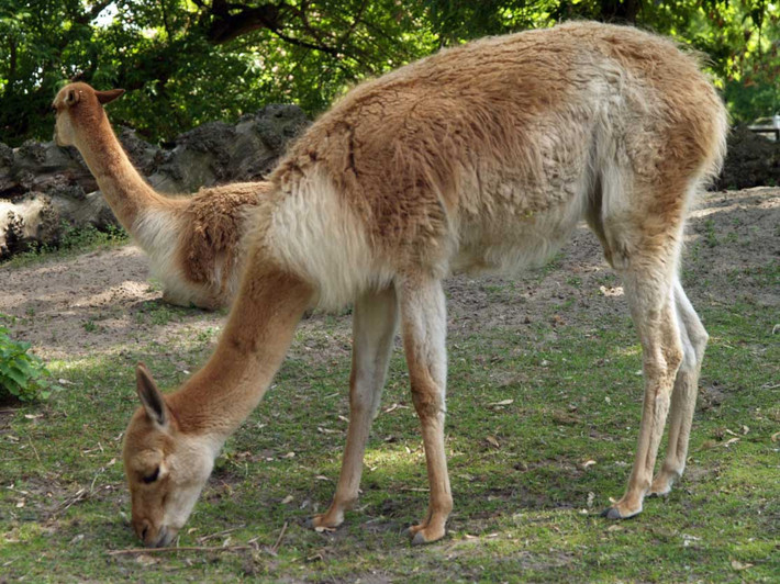 Lạc đà Vicuña sở hữu bộ lông vô cùng đặc biệt. Sợi lông mềm, sợi mỏng và đặc biệt là cách điện. Ảnh wikiwand.