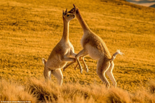 Lạc đà Vicuña chỉ sống trên vùng núi cao của dãy Andes. Đây là một trong 2 loài lạc đà hoang dã Nam Mỹ cùng với lạc đà Guanaco sống ở vùng cao núi Andes. Ảnh giaoducthoidai.