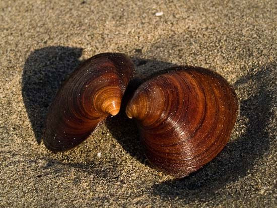 Sò biển Quahog có nguồn gốc từ Bắc Đại Tây Dương, sống ở độ sâu từ 8m - 396m. Ảnh khoahoc.