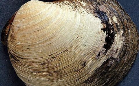 Theo nghiên cứu, sở dĩ sò biển Quahog sống lâu như vậy vì trong cơ thể có chứa chất kháng oxy hóa cao lạ thường. Ảnh nguoixunghekiev.