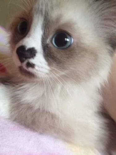 Chiếc mũi đáng yêu hình trái tim của một bé mèo.