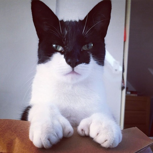 Gặp gỡ chú mèo "Dơi" (Bat-Cat) - chú mèo "siêu anh hùng" ngầu nhất thế gian.